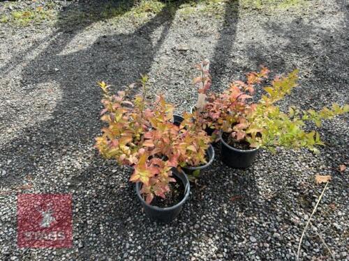 6 SPIREA GOLDFLAME