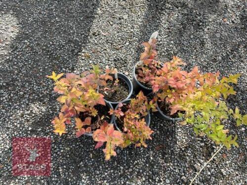 5 SPIREA GOLDFLAME