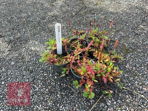 5 PERSICARIA DARJEELING RED