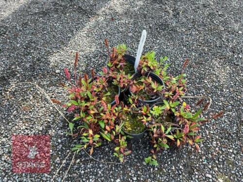 5 PERSICARIA DARJEELING RED
