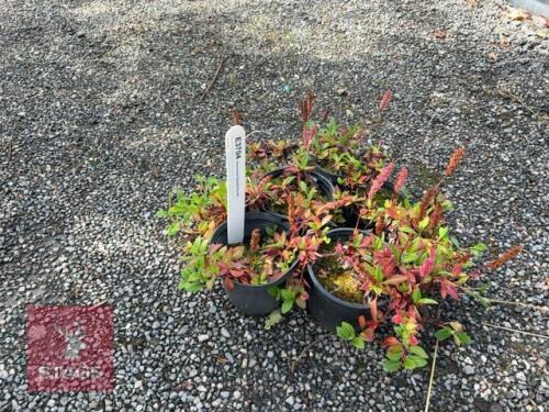 5 PERSICARIA DARJEELING RED
