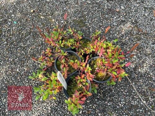 5 PERSICARIA DARJEELING RED