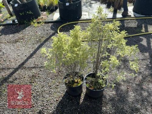 2 PITTOSPORUM TENUIFOLIUM