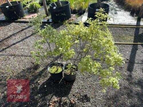 2 PITTOSPORUM IRENE PATTERSON