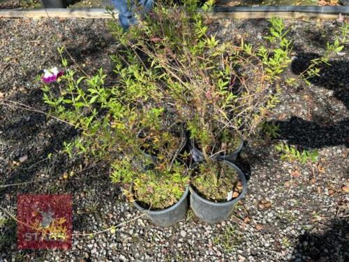 4 SALVIA AMETHYST LIPS