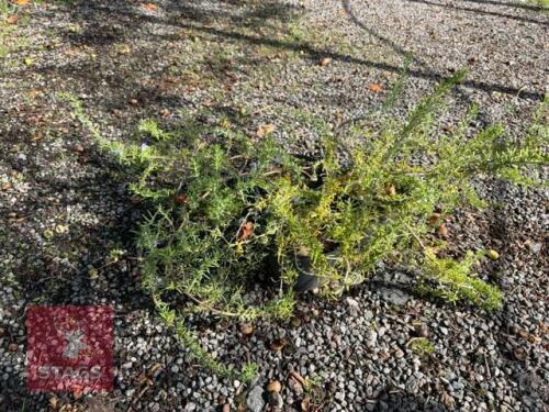 5 ROSMARINUS EDDICINALIS (ROSEMARY)