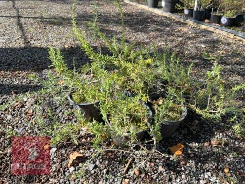 5 ROSMARINUS EDDICINALIS (ROSEMARY)