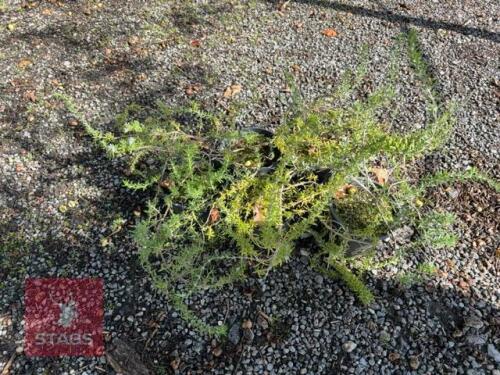 5 ROSMARINUS EDDICINALIS (ROSEMARY)