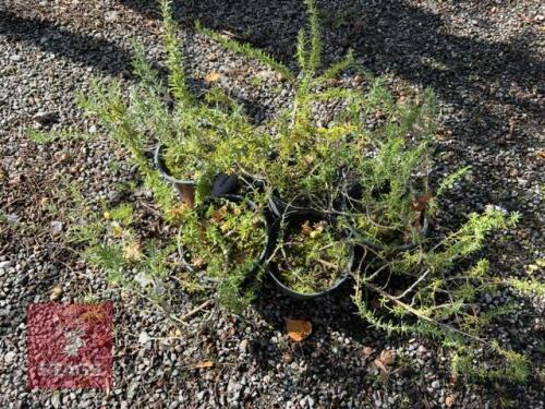 5 ROSMARINUS EDDICINALIS (ROSEMARY)