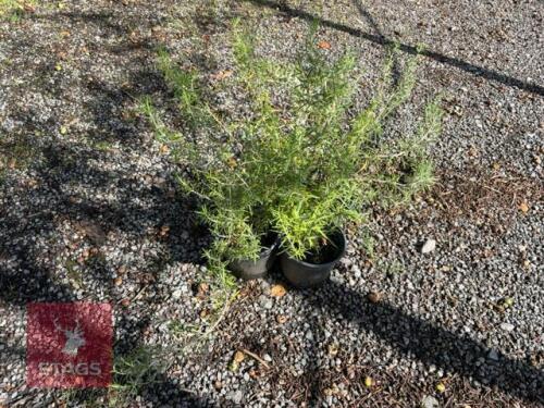 4 ROSMARINUS EDDICINALIS (ROSEMARY)