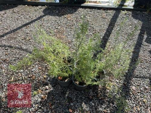 5 ROSMARINUS EDDICINALIS (ROSEMARY)