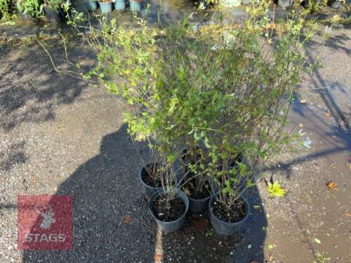 6 SALVIA HOT LIPS