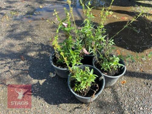 4 PENSTEMON PALE PINK