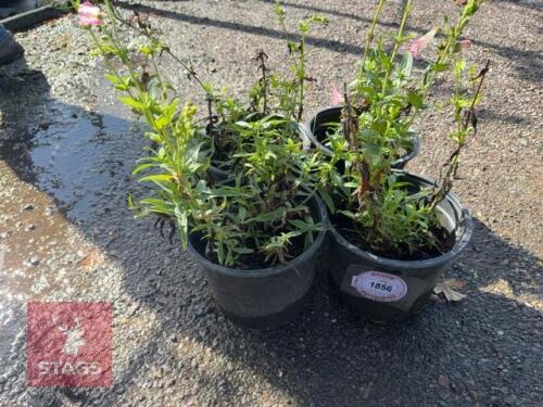 4 PENSTEMON PALE PINK