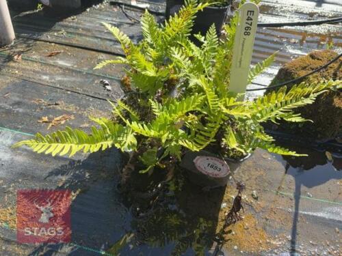 4 POLYPODIUM VULGARE (POLYPODY)
