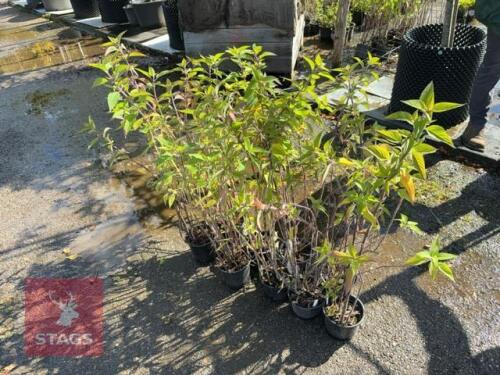 9 SALVIA ELEGANS (PINEAPPLE SAGE)