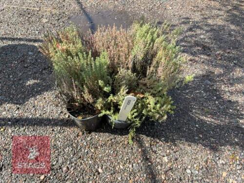 6 THYMUS VULGARIS (THYME)