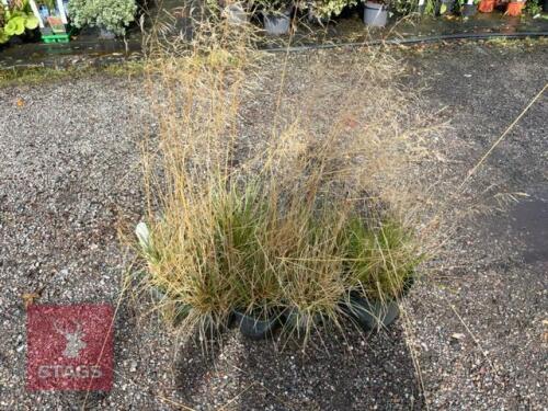 8 DESCHAMPSIA BRONZSCHLEIER