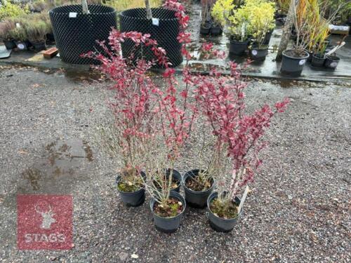 5 BERBERIS AQUA PURPUREA (OREGON GRAPE)