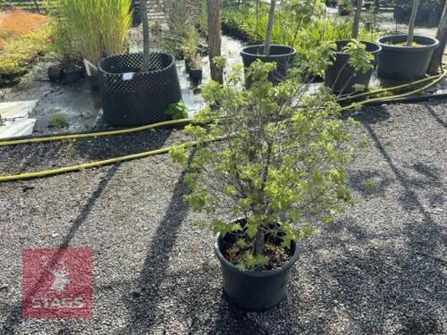 PITTOSPORUM ELIZABETH