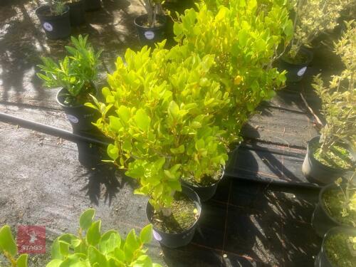 5 HEDGING PLANTS