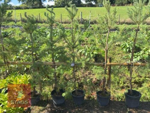 5 PINUS SYLVESTRIS (SCOTS PINE)
