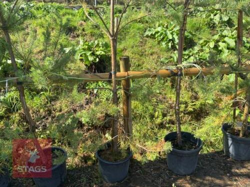 5 PINUS SYLVESTRIS (SCOTS PINE)