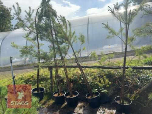 5 PINUS SYLVESTRIS (SCOTS PINE)