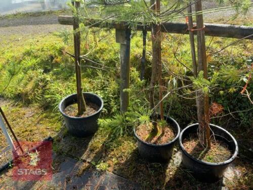5 PINUS SYLVESTRIS (SCOTS PINE)