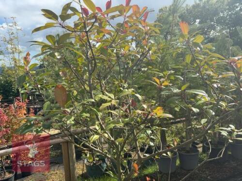 PHOTINIA RED ROBIN (CHRISTMAS BERRY)