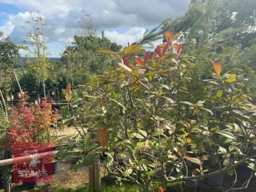 PHOTINIA RED ROBIN (CHRISTMAS BERRY)