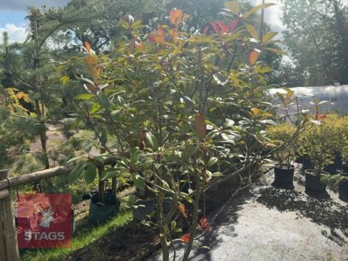 PHOTINIA RED ROBIN (CHRISTMAS BERRY)