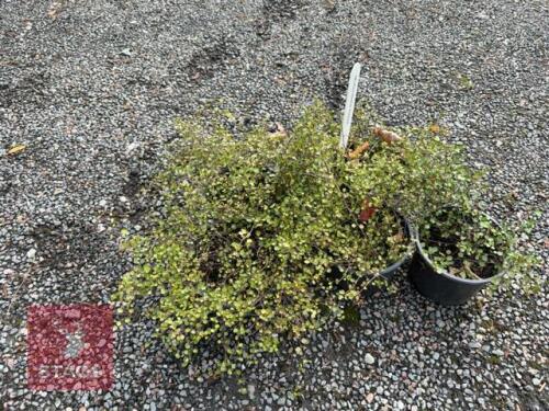6 MUEHLENBECKIA (ANGEL VINE)