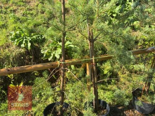 4 PINUS SYLVESTRUS (SCOTS PINE)