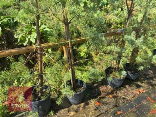 4 PINUS SYLVESTRUS (SCOTS PINE)