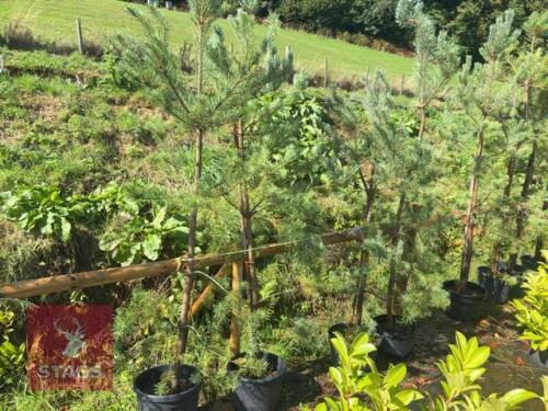 4 PINUS SYLVESTRUS (SCOTS PINE)
