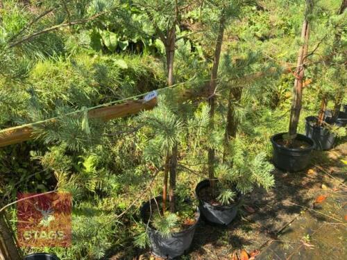 4 PINUS SYLVESTRUS (SCOTS PINE)