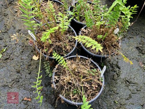 5 POLEMONIUM CAERULEUM (JACOBS LADDER)