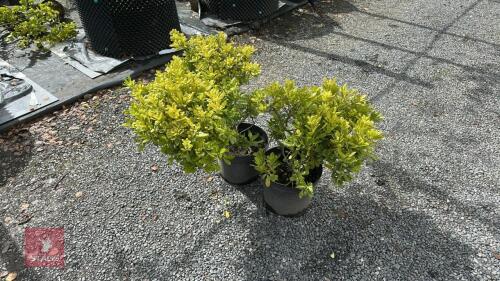 2 PITTOSPORUM TOBIRA NANUM