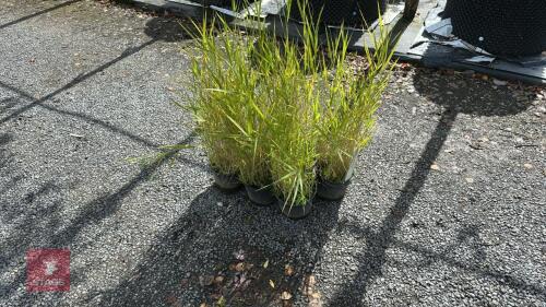 6 PANCIUM NORTHWIND (SWITCH GRASS)