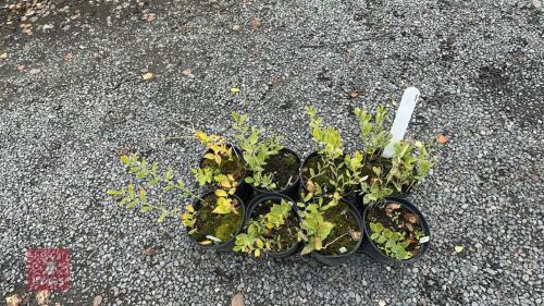 8 POLYGONATUM HYBRIDUM