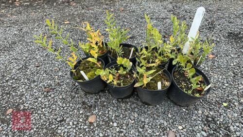 8 POLYGONATUM HYBRIDUM