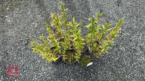 6 X PHLOX BAMBINI
