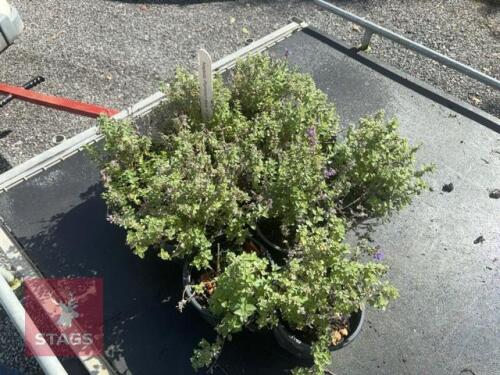 10 NEPETA PURSIAN BLUE (CATMINT)