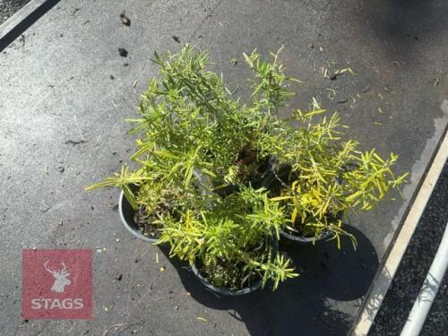 4 ROSMARINUS 'MISS JESSOPPS UPRIGHT'