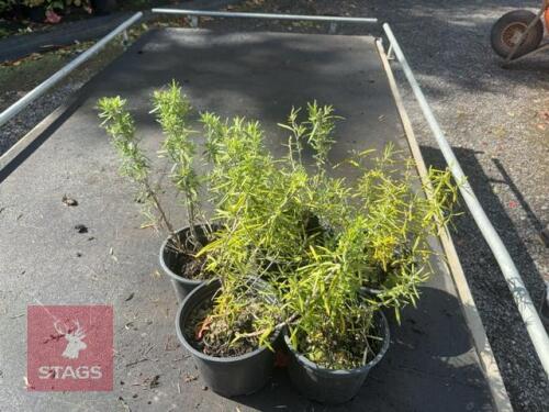 5 ROSMARINUS 'MISS JESSOPPS UPRIGHT'