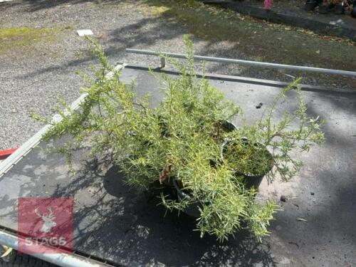 6 ROSMARINUS 'TUSCAN BLUE'