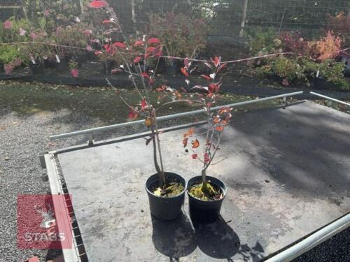 2 PRUNUS CISTENA (