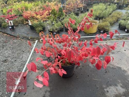 VIBURNUM MARIESII (LACECAP VIBURNUM)