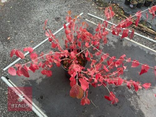 VIBURNUM MARIESII (LACECAP VIBURNUM)